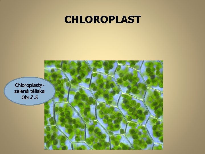 CHLOROPLAST Chloroplastyzelená tělíska Obr. č. 5 