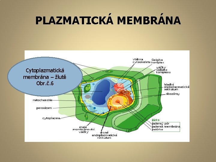 PLAZMATICKÁ MEMBRÁNA Cytoplazmatická membrána – žlutě Obr. č. 6 