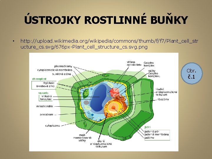 ÚSTROJKY ROSTLINNÉ BUŇKY • http: //upload. wikimedia. org/wikipedia/commons/thumb/f/f 7/Plant_cell_str ucture_cs. svg/676 px-Plant_cell_structure_cs. svg. png