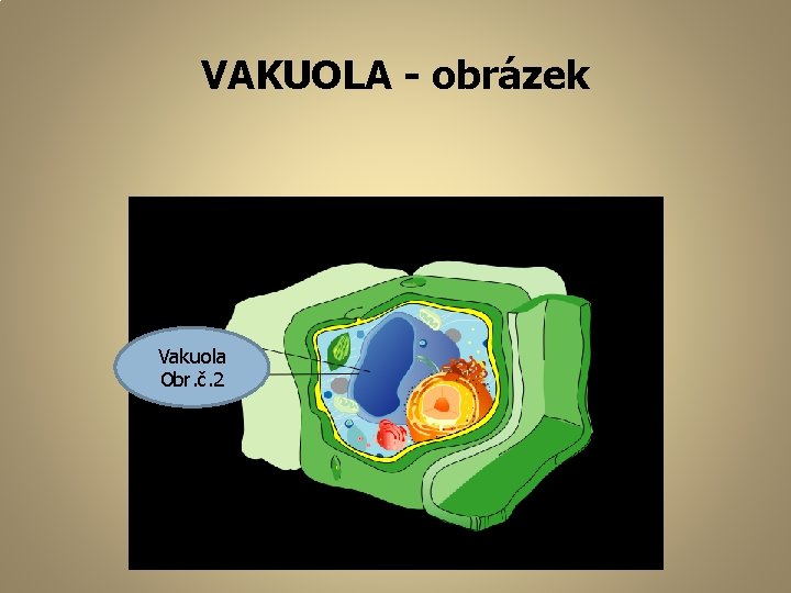 VAKUOLA - obrázek Vakuola Obr. č. 2 