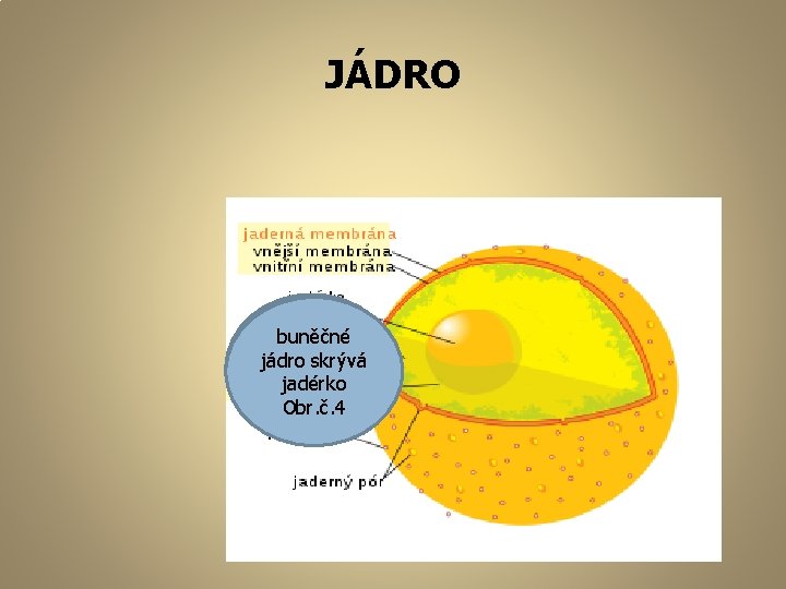 JÁDRO buněčné jádro skrývá jadérko Obr. č. 4 