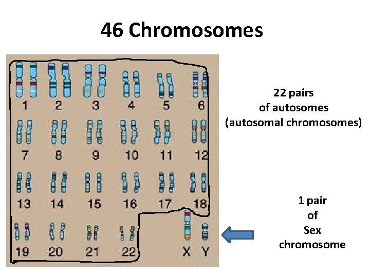 46 Chromosomes 22 pairs of autosomes (autosomal chromosomes) 1 pair of Sex chromosome 