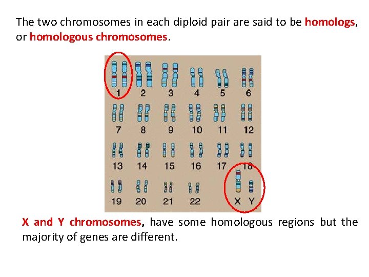 The two chromosomes in each diploid pair are said to be homologs, or homologous