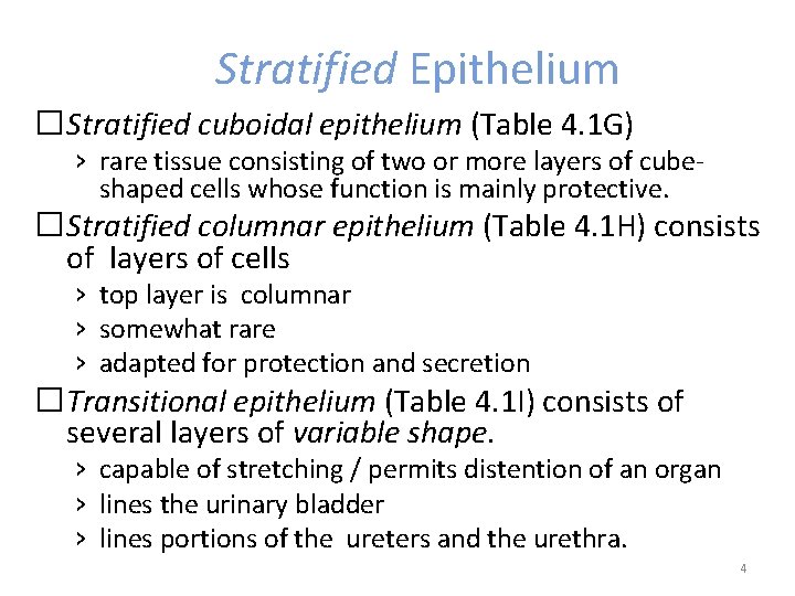 Stratified Epithelium �Stratified cuboidal epithelium (Table 4. 1 G) › rare tissue consisting of