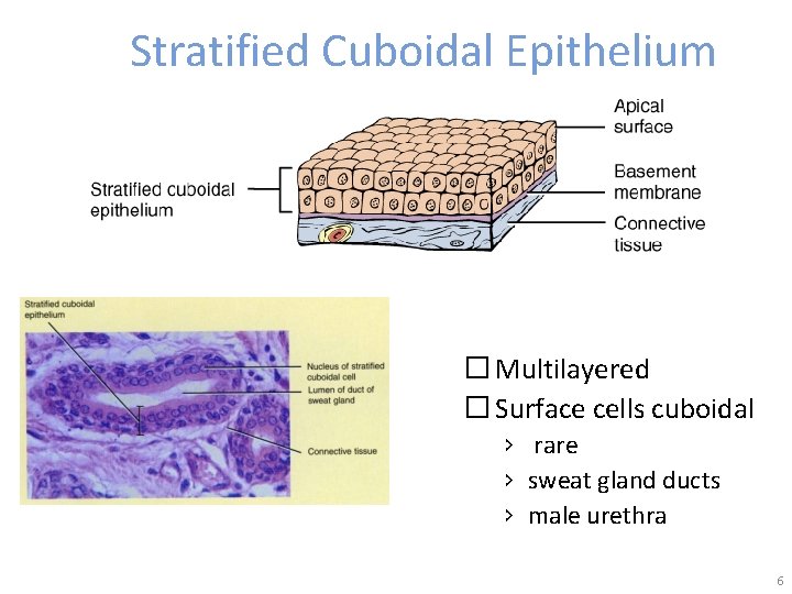 Stratified Cuboidal Epithelium � Multilayered � Surface cells cuboidal › rare › sweat gland