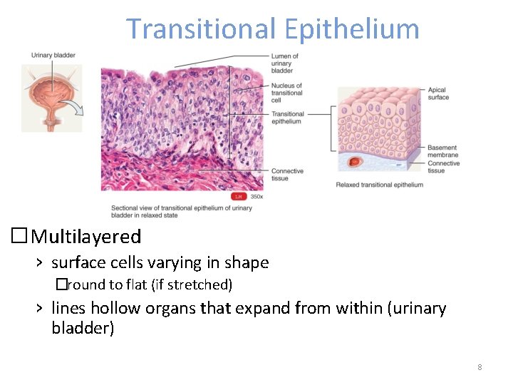 Transitional Epithelium �Multilayered › surface cells varying in shape �round to flat (if stretched)