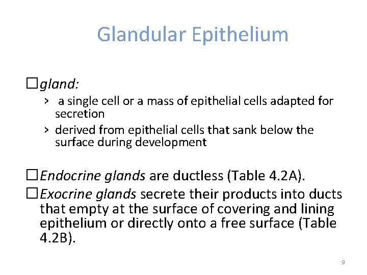 Glandular Epithelium �gland: › a single cell or a mass of epithelial cells adapted