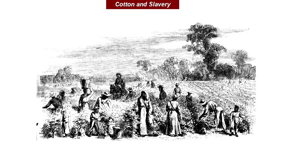 Cotton and Slavery 
