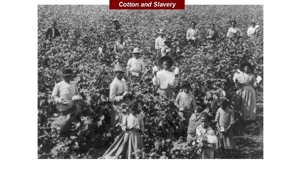 Cotton and Slavery 