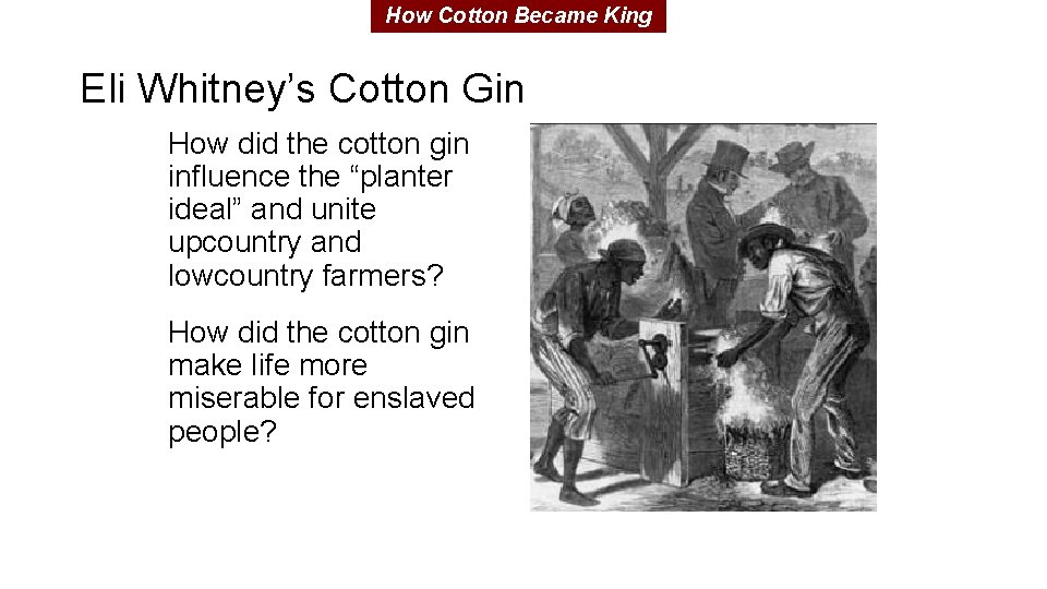 How Cotton Became King Eli Whitney’s Cotton Gin How did the cotton gin influence