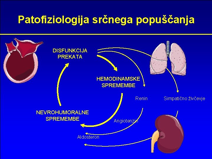 Patofiziologija srčnega popuščanja DISFUNKCIJA PREKATA HEMODINAMSKE SPREMEMBE Renin NEVROHUMORALNE SPREMEMBE Aldosteron Angiotenzin Simpatično živčevje