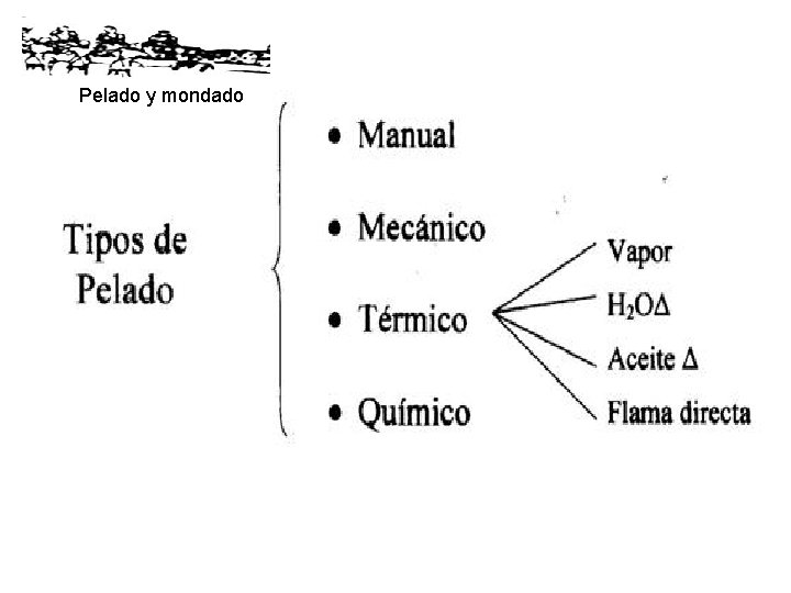 Pelado y mondado 