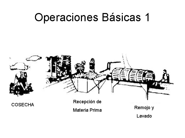 Operaciones Básicas 1 COSECHA Recepción de Materia Prima Remojo y Lavado 