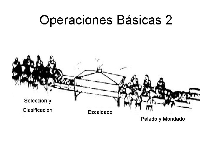 Operaciones Básicas 2 Selección y Clasificación Escaldado Pelado y Mondado 