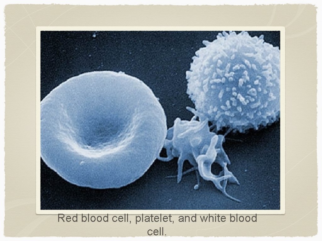Red blood cell, platelet, and white blood cell. 