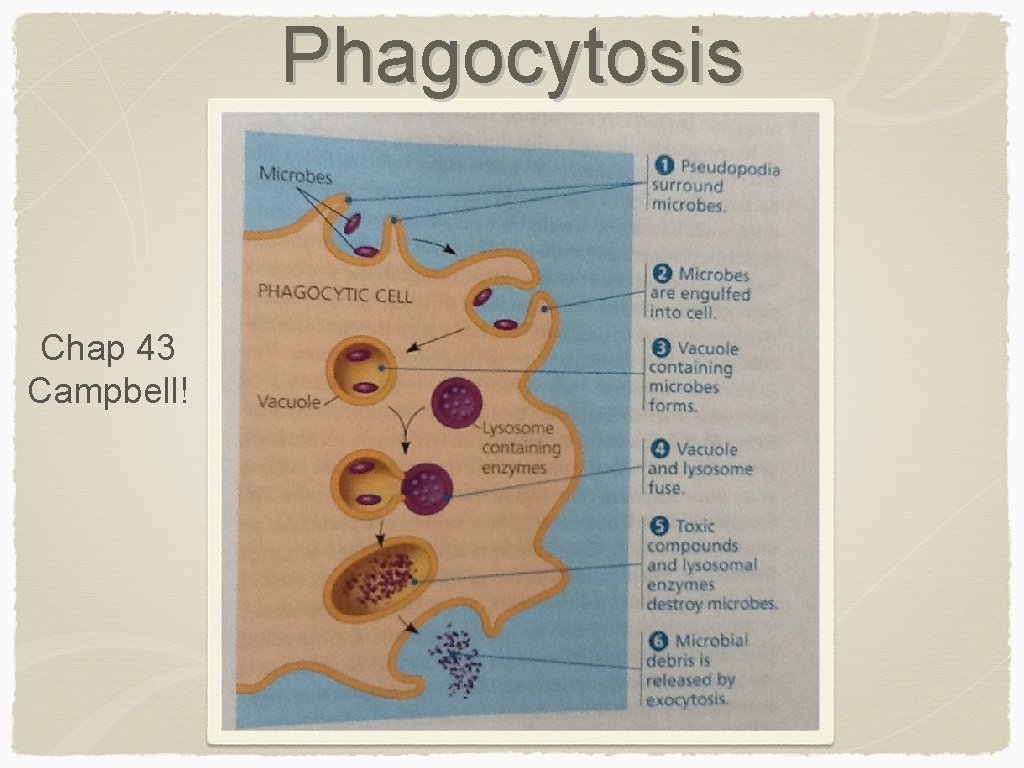 Phagocytosis Chap 43 Campbell! 