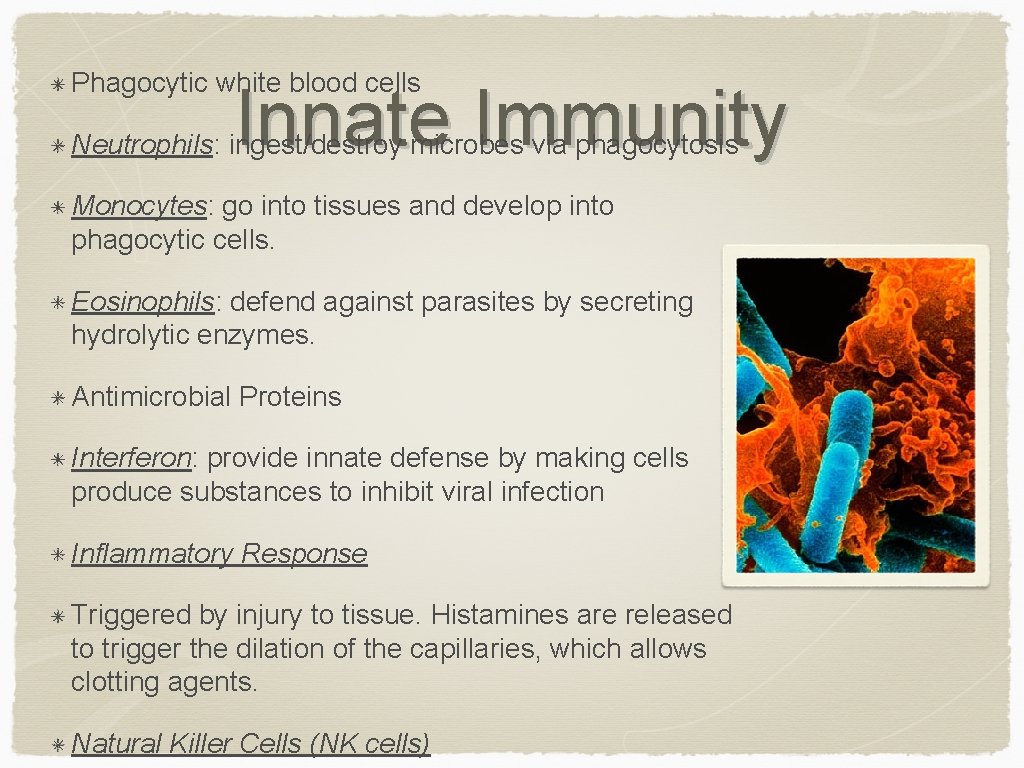 Phagocytic white blood cells Innate Immunity Neutrophils: ingest/destroy microbes via phagocytosis Monocytes: go into