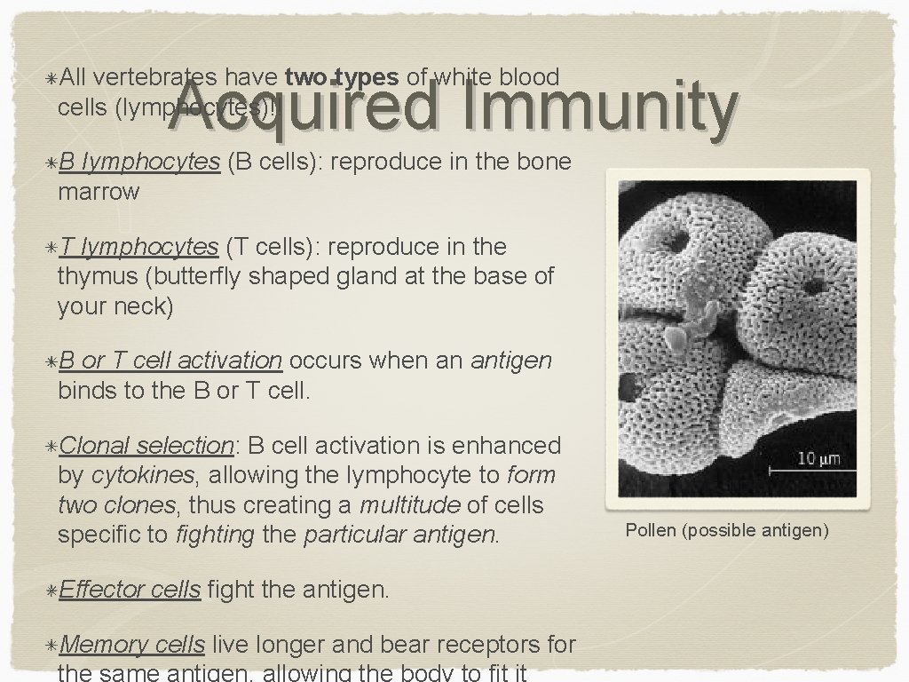 All vertebrates have two types of white blood cells (lymphocytes)!! Acquired Immunity B lymphocytes