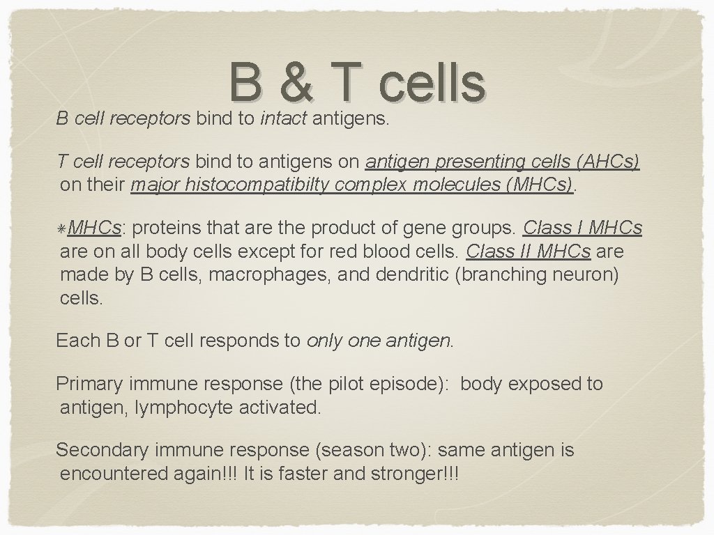 B & T cells B cell receptors bind to intact antigens. T cell receptors