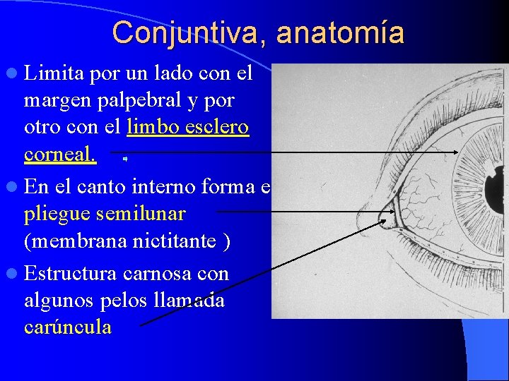 Conjuntiva, anatomía l Limita por un lado con el margen palpebral y por otro