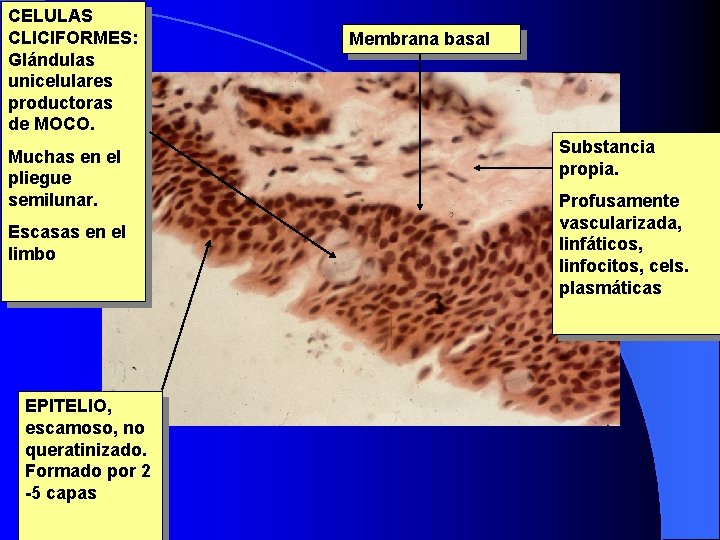 CELULAS CLICIFORMES: Glándulas unicelulares productoras de MOCO. Muchas en el pliegue semilunar. Escasas en