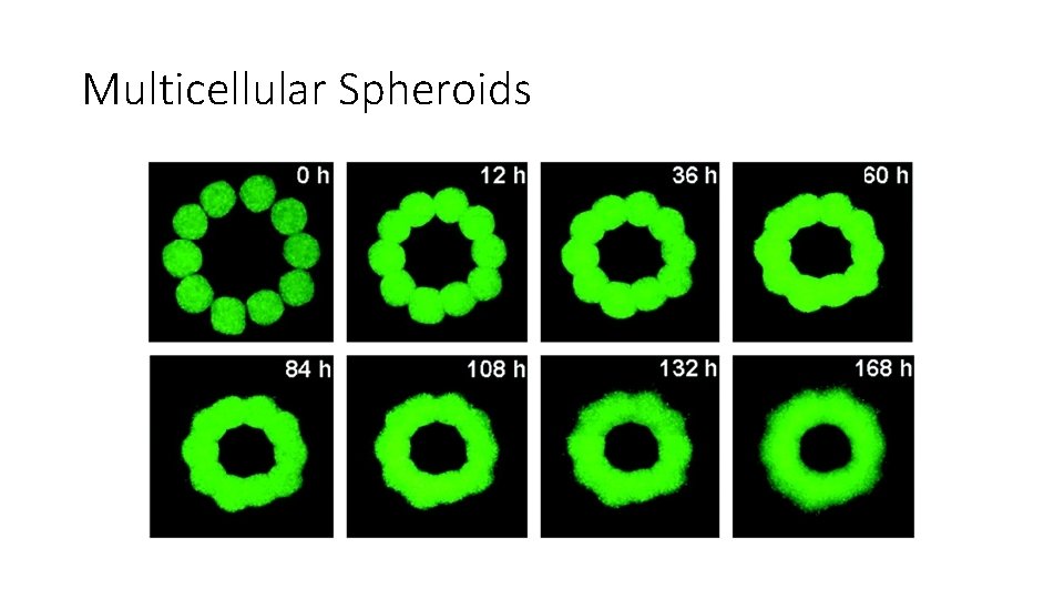 Multicellular Spheroids 