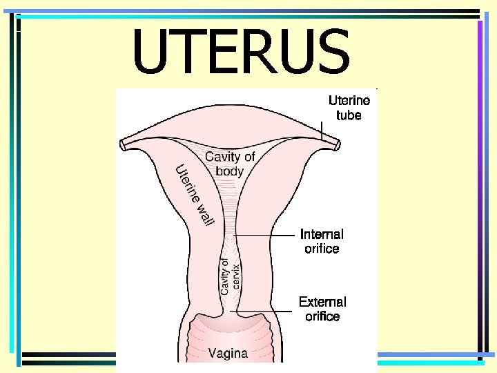 UTERUS 