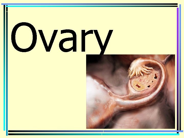 Ovary 