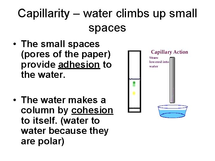 Capillarity – water climbs up small spaces • The small spaces (pores of the