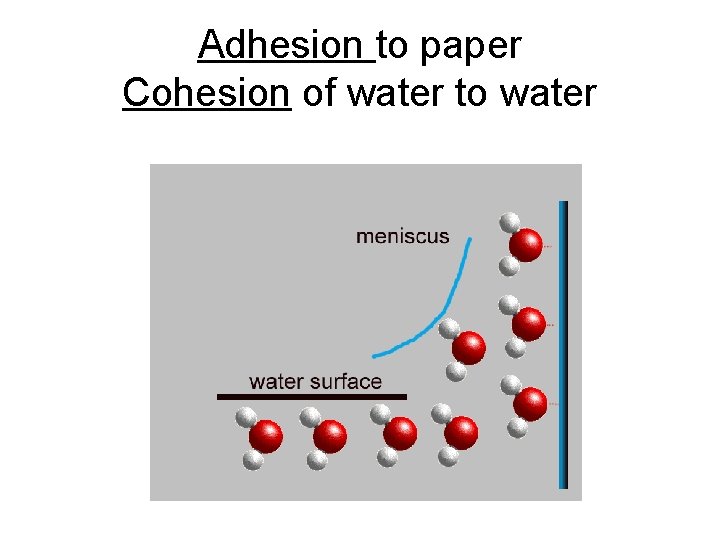 Adhesion to paper Cohesion of water to water 