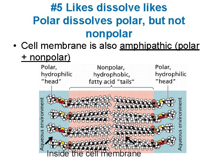 #5 Likes dissolve likes Polar dissolves polar, but nonpolar • Cell membrane is also