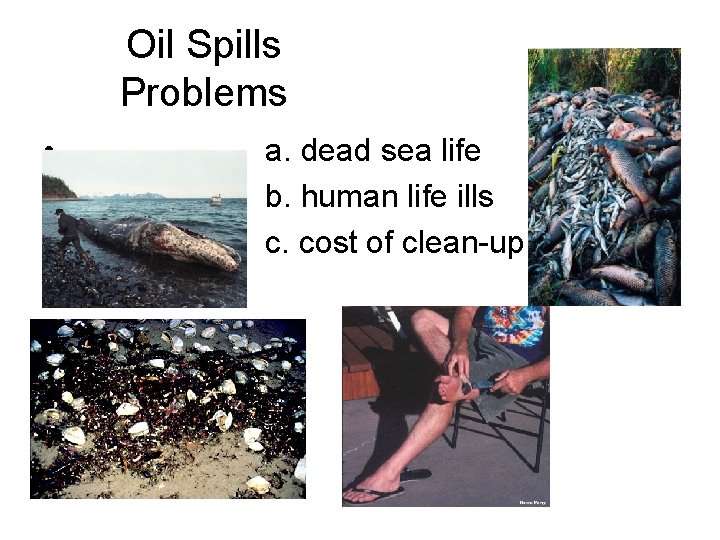 Oil Spills Problems • • • a. dead sea life b. human life ills