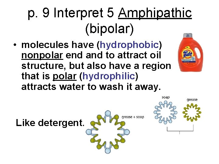 p. 9 Interpret 5 Amphipathic (bipolar) • molecules have (hydrophobic) nonpolar end and to