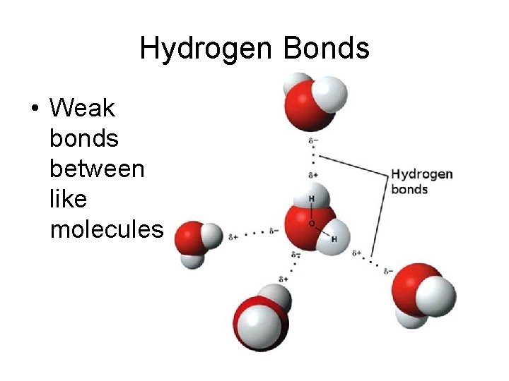 Hydrogen Bonds • Weak bonds between like molecules 