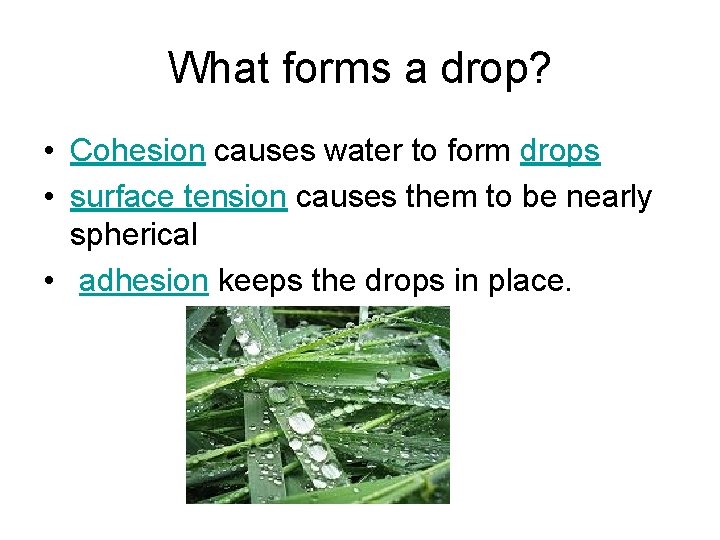 What forms a drop? • Cohesion causes water to form drops • surface tension