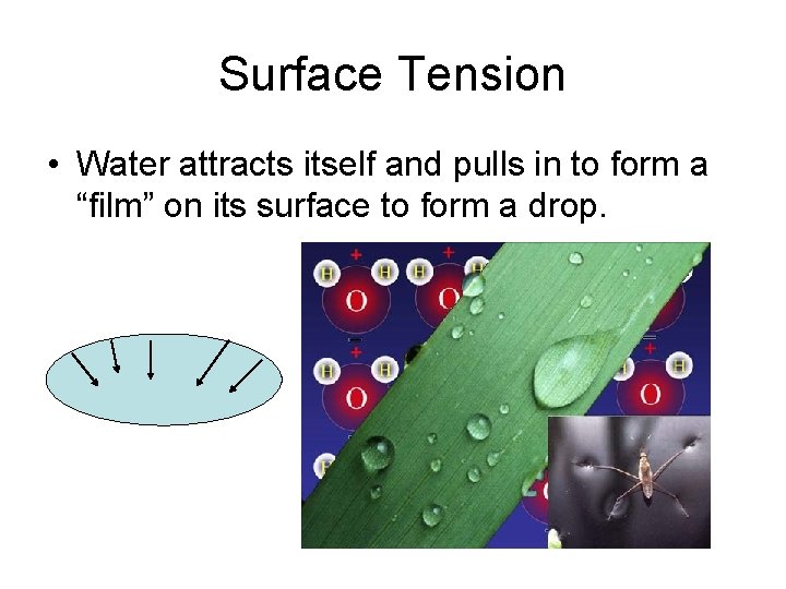 Surface Tension • Water attracts itself and pulls in to form a “film” on