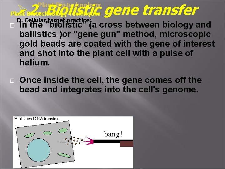 Ø 2. Biolistic gene transfer Plant Biotechnology Techniques D. Cellular target practice: In the