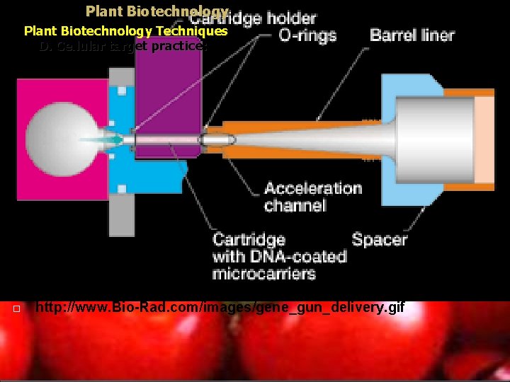Plant Biotechnology Techniques D. Cellular target practice: http: //www. Bio-Rad. com/images/gene_gun_delivery. gif 