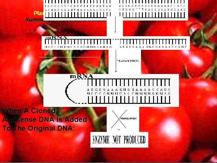 Plant Biotechnology Techniques Summary of Antisense mechanism: When A Cloned Antisense DNA Is Added