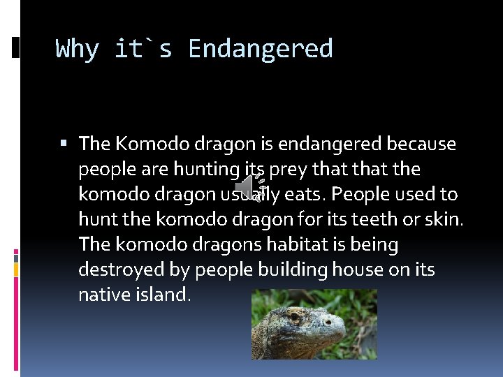 Why it`s Endangered The Komodo dragon is endangered because people are hunting its prey