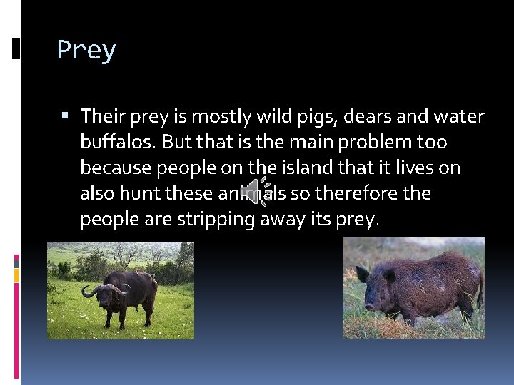 Prey Their prey is mostly wild pigs, dears and water buffalos. But that is