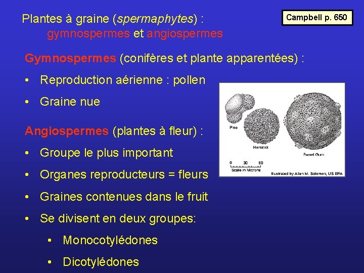 Plantes à graine (spermaphytes) : gymnospermes et angiospermes Campbell p. 650 Gymnospermes (conifères et