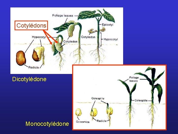 Cotylédons Dicotylédone Monocotylédone 