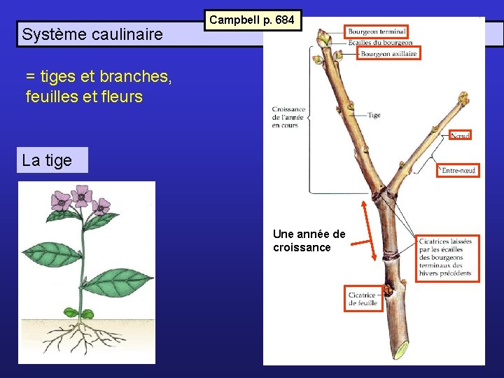 Système caulinaire Campbell p. 684 = tiges et branches, feuilles et fleurs La tige