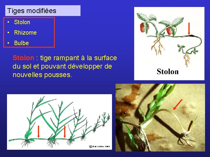 Tiges modifiées • Stolon • Rhizome • Bulbe Stolon : tige rampant à la