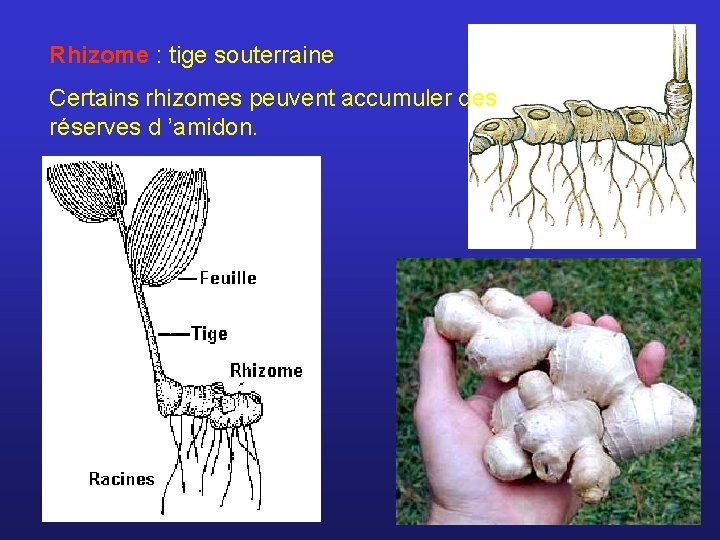 Rhizome : tige souterraine Certains rhizomes peuvent accumuler des réserves d ’amidon. 