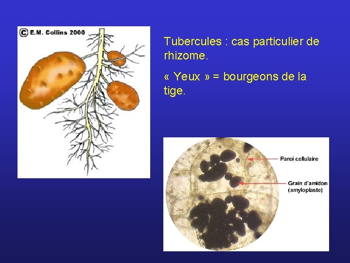 Tubercules : cas particulier de rhizome. « Yeux » = bourgeons de la tige.