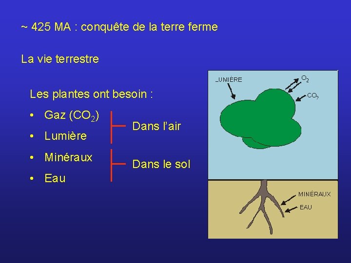 ~ 425 MA : conquête de la terre ferme La vie terrestre Les plantes