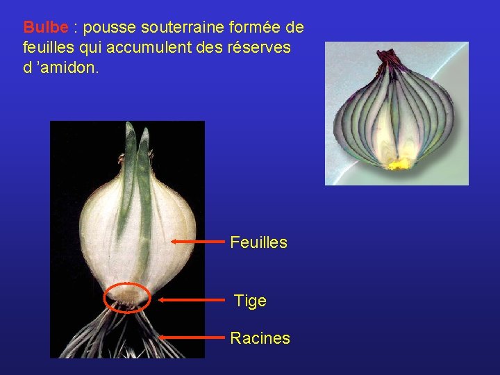 Bulbe : pousse souterraine formée de feuilles qui accumulent des réserves d ’amidon. Feuilles