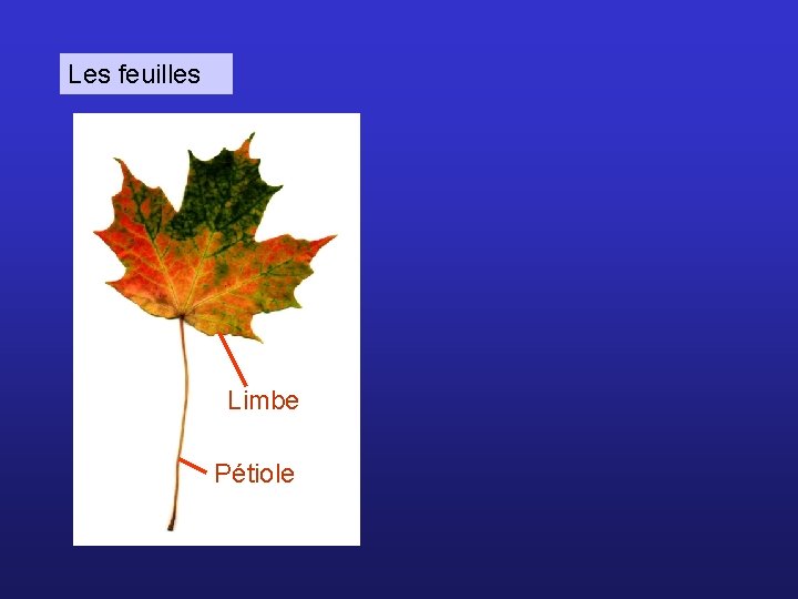 Les feuilles Limbe Pétiole 